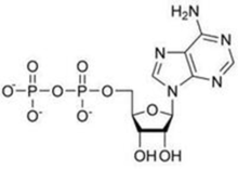 高能磷酸化合物