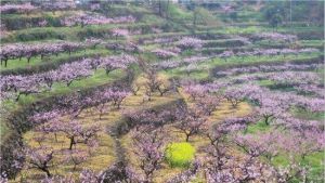 半山村