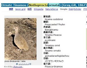 Ornate Tinamou (Nothoprocta ornata) (Gray,GR, 1867)