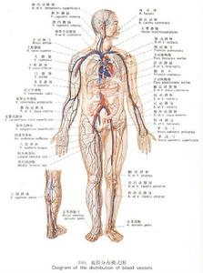 《心血運動論》