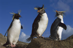 鳳冠企鵝