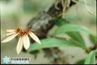 石豆蘭屬 Bulbophyllum Thou