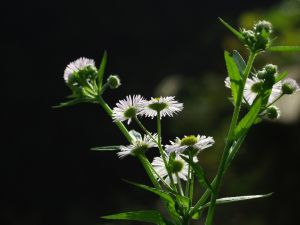 披針瓣梅花草