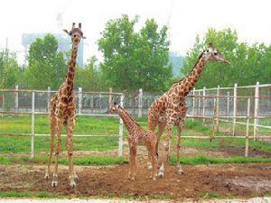 動物園裡的動物