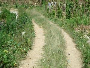 長槽村村內道路