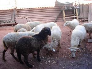 上松羅村山羊養殖業