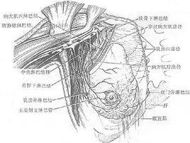 乳腺癌根治術