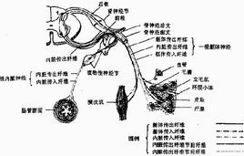 自主神經