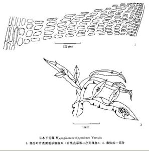 日本下舌藻