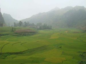 芹菜塘黃石板自然村