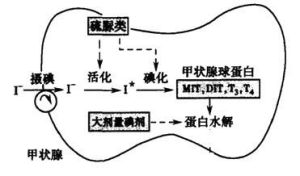 ATD[抗甲狀腺藥物]