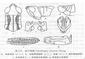 ?姜氏雛蝗