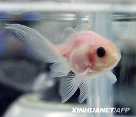 透明鱗金魚