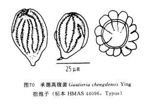 大孢高腹菌