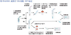 蛋白質純化流程