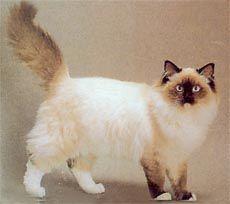 巴曼貓(BIRMAN)