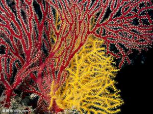 大堡礁珊瑚圖片欣賞
