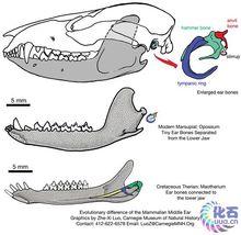 亞洲毛獸的中耳結構