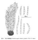 水紅木尾孢