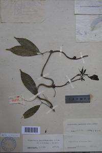 假斑葉野木瓜 標本