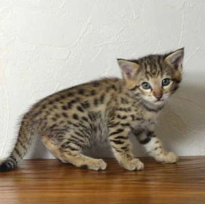 Savannah cat