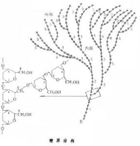 糖原貯積病Ⅴ型