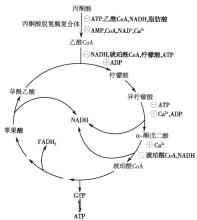 有氧氧化系統