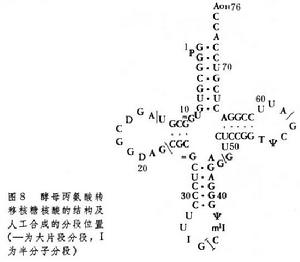 核酸的人工合成