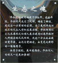 畢拉河林業局