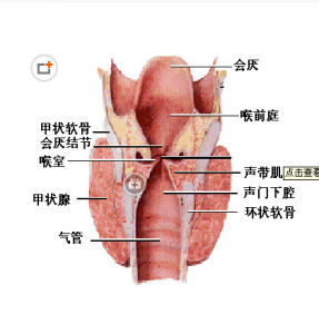 喉癌