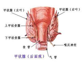 甲狀腺不足