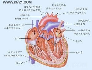 心臟示意圖