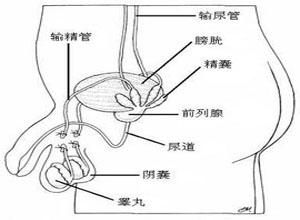 精囊