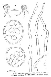 香薷單囊殼