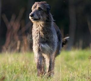 愛爾蘭獵狼犬