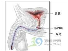 尿道與陰莖結核