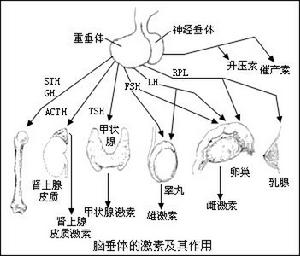 後葉加壓素