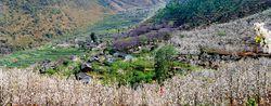 獨樹村[廣東潮安縣江東鎮下轄村]