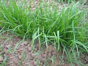 田野黑麥草