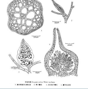 形態圖片