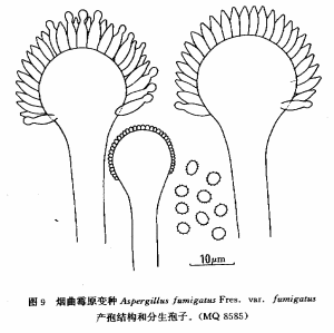 煙麴黴原變種