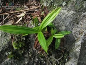 隴棲山薹草