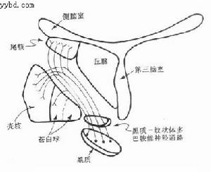 運動神經元疾病