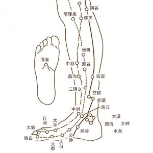 腿、腳部穴位示意圖