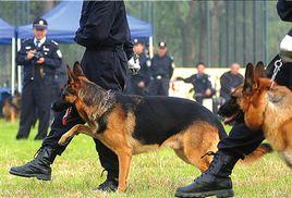 警犬技術師