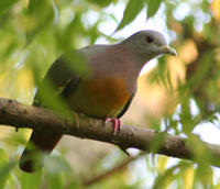 紅頸綠鳩