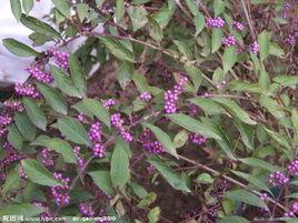 杜虹花[馬鞭草科紫珠屬植物]