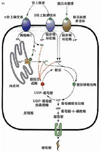 肝細胞中兩個第二信使的協同作用，促進糖原分解並抑制糖原合成