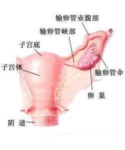 急性輸卵管炎