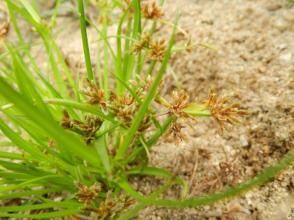 少花穗莎草:紅翅莎草（學名：Cyperus digitatus Roxb -百科知識中文網